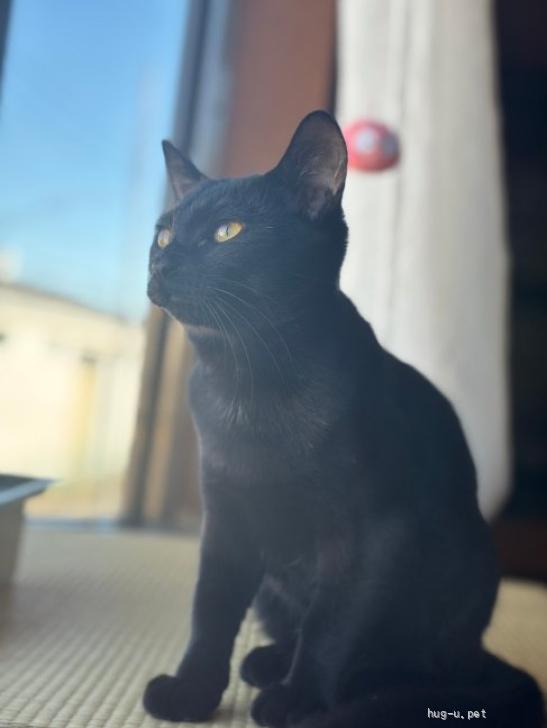 猫の里親募集】神奈川県・雑種・甘えん坊な黒猫くん（ID:2310-00323