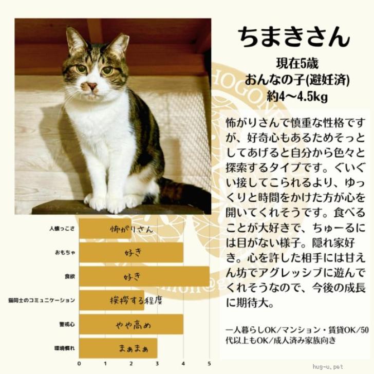 猫の里親募集】神奈川県・雑種・ハチワレ白キジねこちゃん（ID:2402