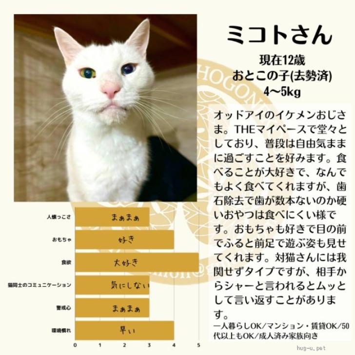 猫の里親募集】神奈川県・雑種・オッドアイの白猫おじさま（ID:2402