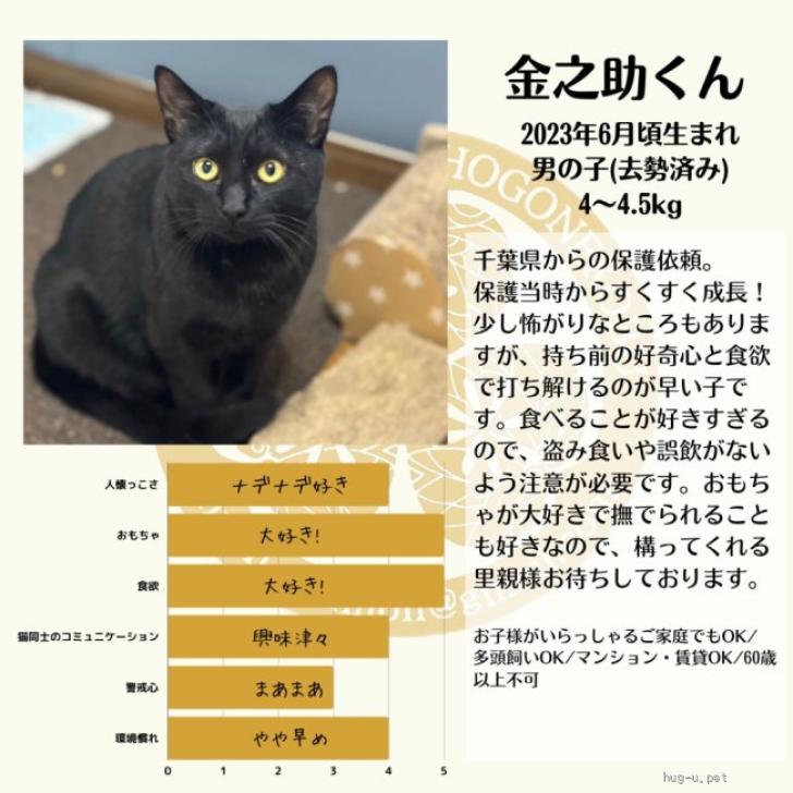 猫の里親募集】神奈川県・雑種・甘えん坊な黒猫くん（ID:2310-00323