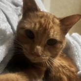 アメリカンショートヘア