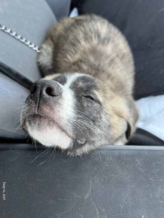 犬の里親募集】神奈川県・雑種・セントバーナード×秋田犬mixのあめくん