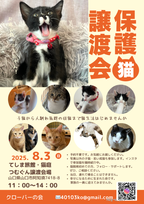 譲渡会 保護猫譲渡会(山口県)｜ハグー -みんなのペット里親情報