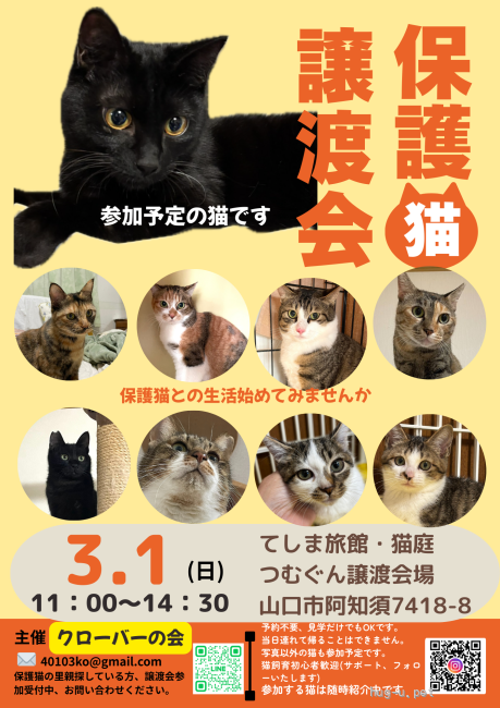 譲渡会 クローバーの会保護猫譲渡会(山口県)｜ハグー -みんなのペット