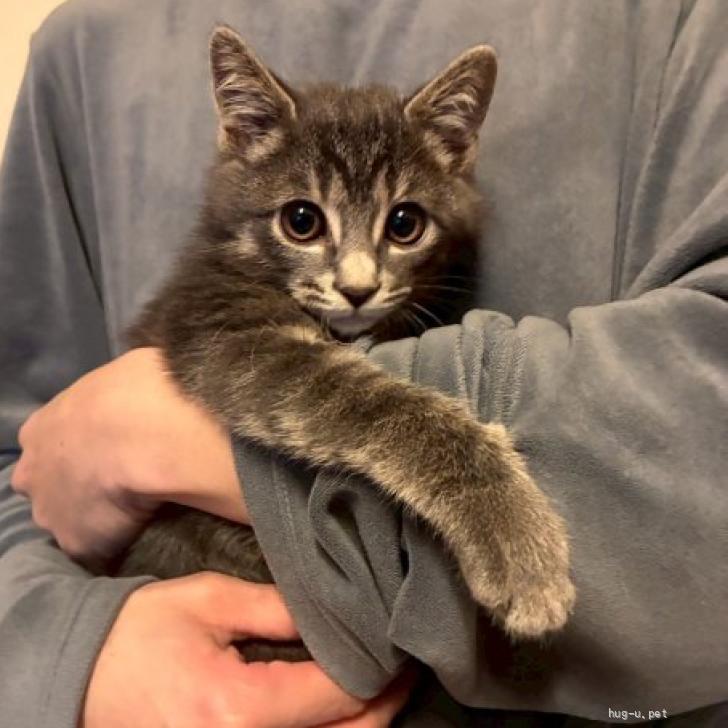 YU。猫 プロフ確認願 YU。猫 プロフ確認願 ねこ プロフ一読お願いし