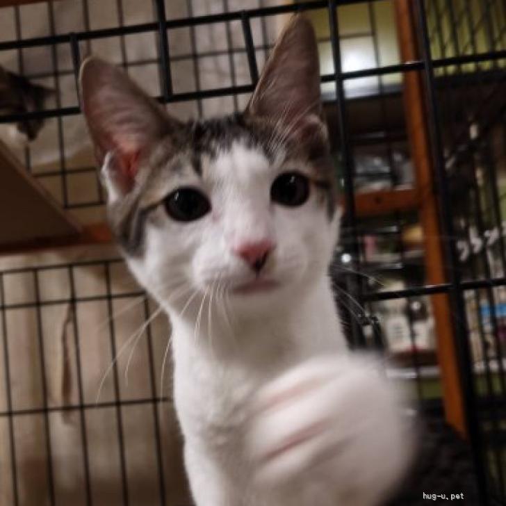 猫の里親募集】神奈川県・雑種・人馴れしてます（ID:2609-00171