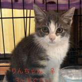 雑種