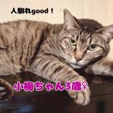 雑種