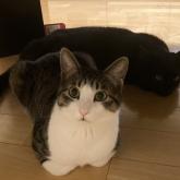 雑種