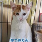 雑種