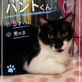 雑種
