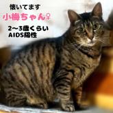 雑種