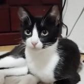 雑種