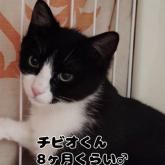 雑種