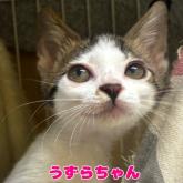 雑種