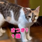 雑種