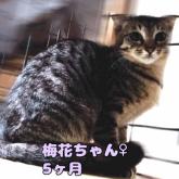 雑種