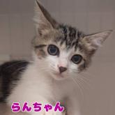 雑種