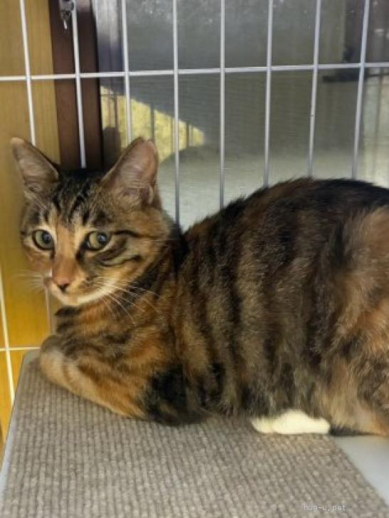 猫の里親募集】神奈川県・雑種・素敵な三毛猫のミカサちゃん（ID:2609