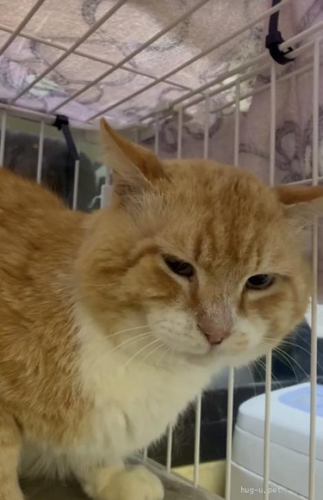 くまねこ プロフ要確認ページ 猫の里親募集】神奈川県・雑種・ボス顔でノミの心臓のクッパくん（ID