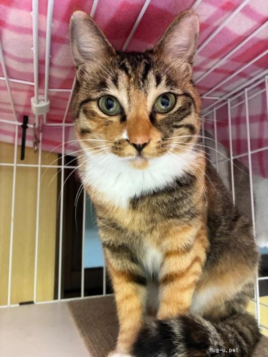 猫の里親募集】神奈川県・雑種・素敵な三毛猫のミカサちゃん（ID:2609