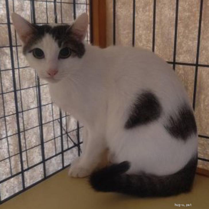 猫の里親募集】神奈川県・雑種・シャイなさくらくん（ID:2605-00374