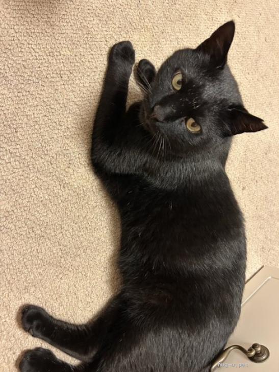 猫の里親募集】神奈川県・雑種・くっつきたいクロロくん（ID:2507