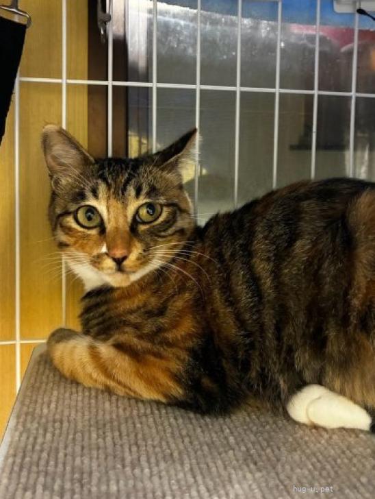 猫の里親募集】神奈川県・雑種・素敵な三毛猫のミカサちゃん（ID:2609