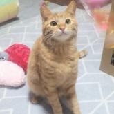 雑種
