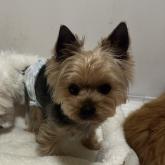 ヨークシャーテリア