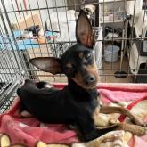 ミニチュアピンシャー