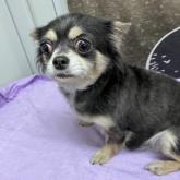 チワワ(ロング)