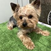 ヨークシャーテリア