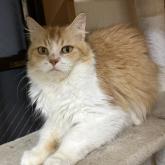 スコティッシュフォールド