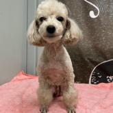 トイプードル