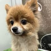 ポメラニアン