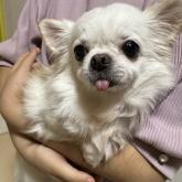 チワワ(ロング)