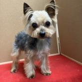 ヨークシャーテリア