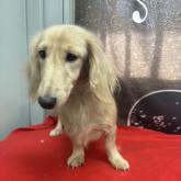 ミニチュアダックスフンド(ロング)