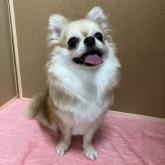 チワワ(ロング)