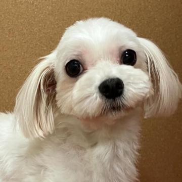 犬 × 千葉県 × マルチーズの里親募集一覧｜ハグー -みんなのペット里親情報