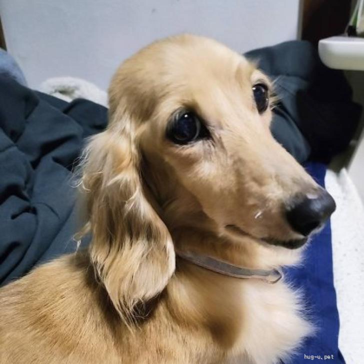 関東のミニチュアダックスフンド(ロング)の里親募集特集｜みんなの