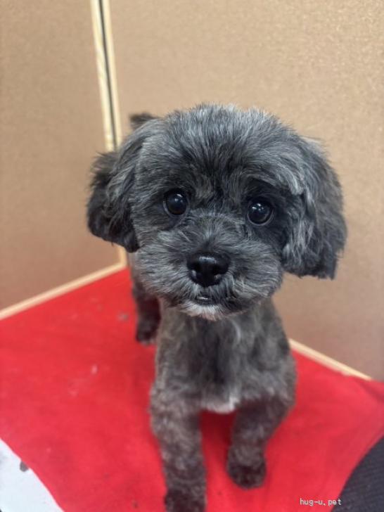 犬の里親募集】東京都・雑種・笑顔が可愛いミクちゃん、（ID:2601