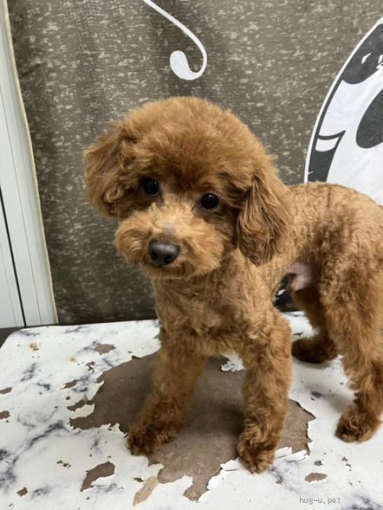 犬の里親募集】東京都・トイプードル・1歳になりました。明るく元気な