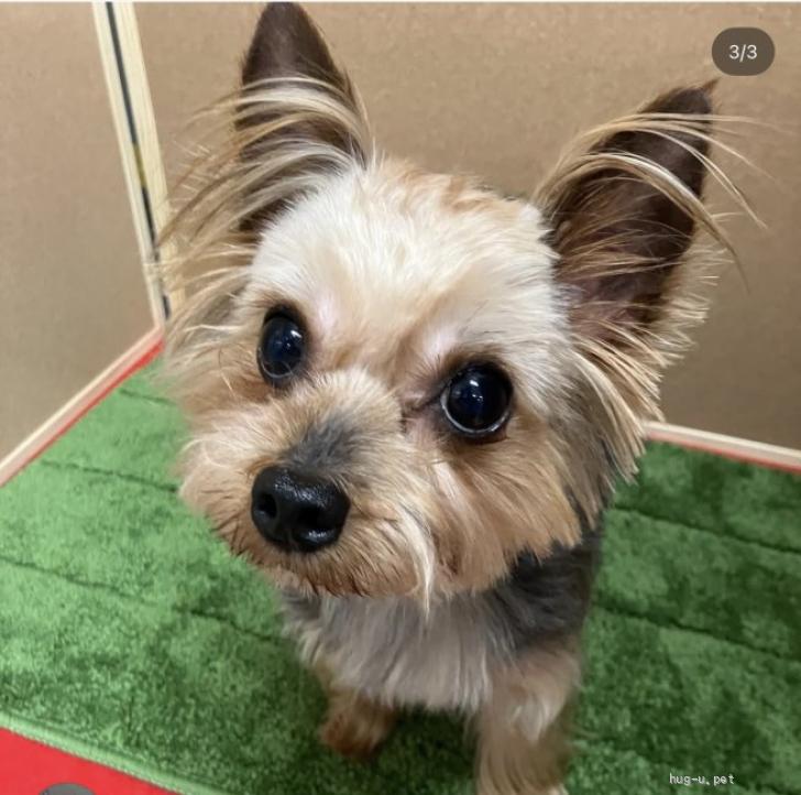 犬の里親募集】東京都・ヨークシャーテリア・体はちっちゃいけど