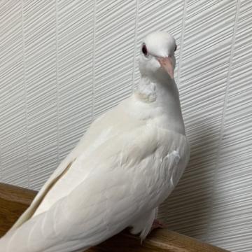 鳥 × 関西／近畿の里親募集一覧｜並び順：掲載期限が近い順(4ページ目)｜ハグー -みんなのペット里親情報