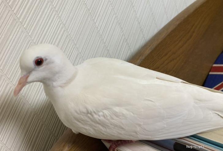 鳥の里親募集】大阪府・ギンバト・小型の鳩 銀鳩 オス2歳（ID:2305-01257）｜ハグー -みんなのペット里親情報