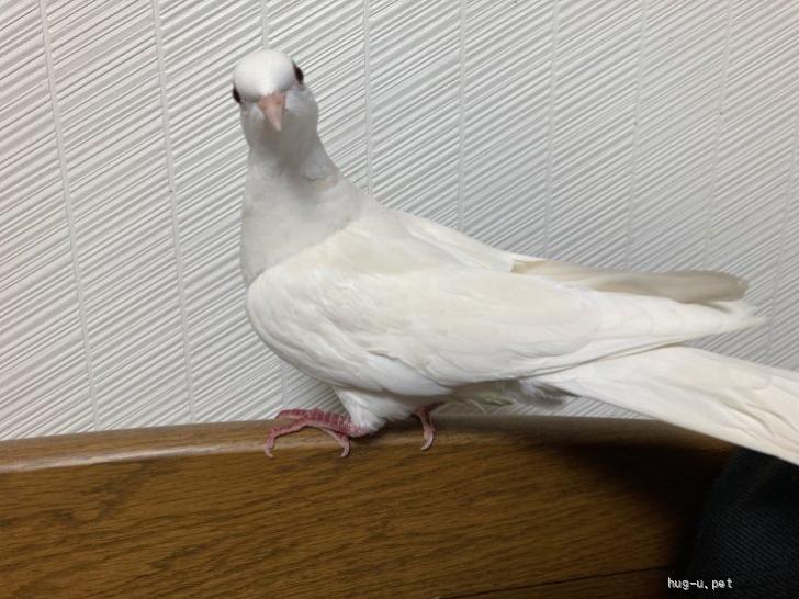 鳥の里親募集】大阪府・ギンバト・小型の鳩 銀鳩 オス2歳（ID:2305-01257）｜ハグー -みんなのペット里親情報