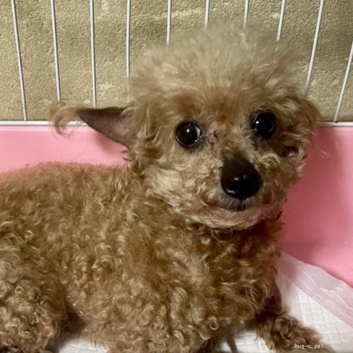 犬の里親募集】岡山県・トイプードル・トイプードル女の子（ID:2604