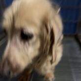 カニンヘンダックスフンド(ロング)